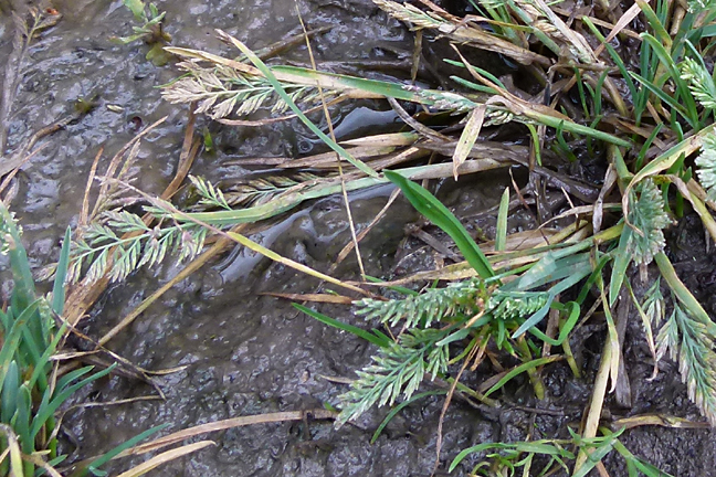 Puccinellia rupestris